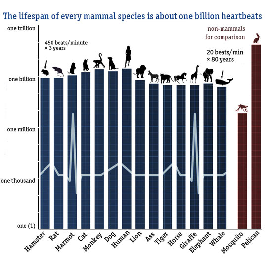 Heartbeats On Mammals