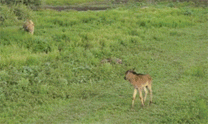 cool-gif-baby-buffalo-lion