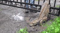 cool-gif-saving-deer-gate