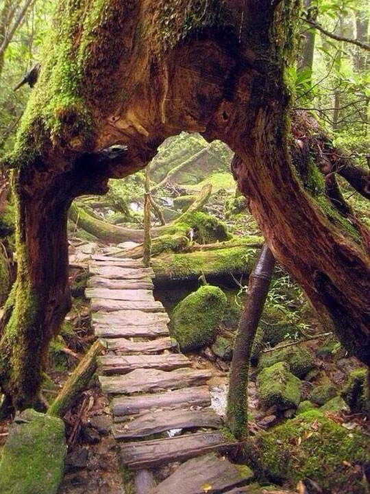 A Wooden Path In Yakushima, Japan