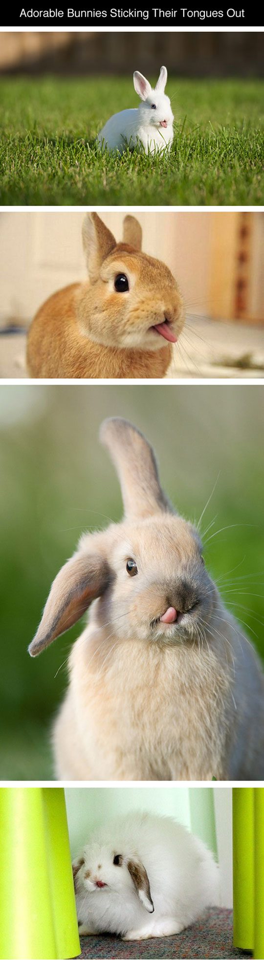 Bunnies Sticking Their Tongues Out