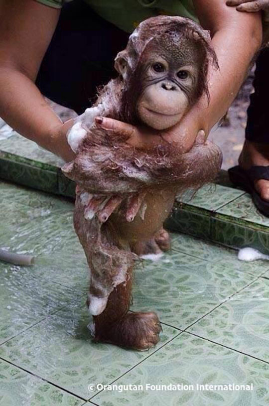 Bathing A Baby Orangutan