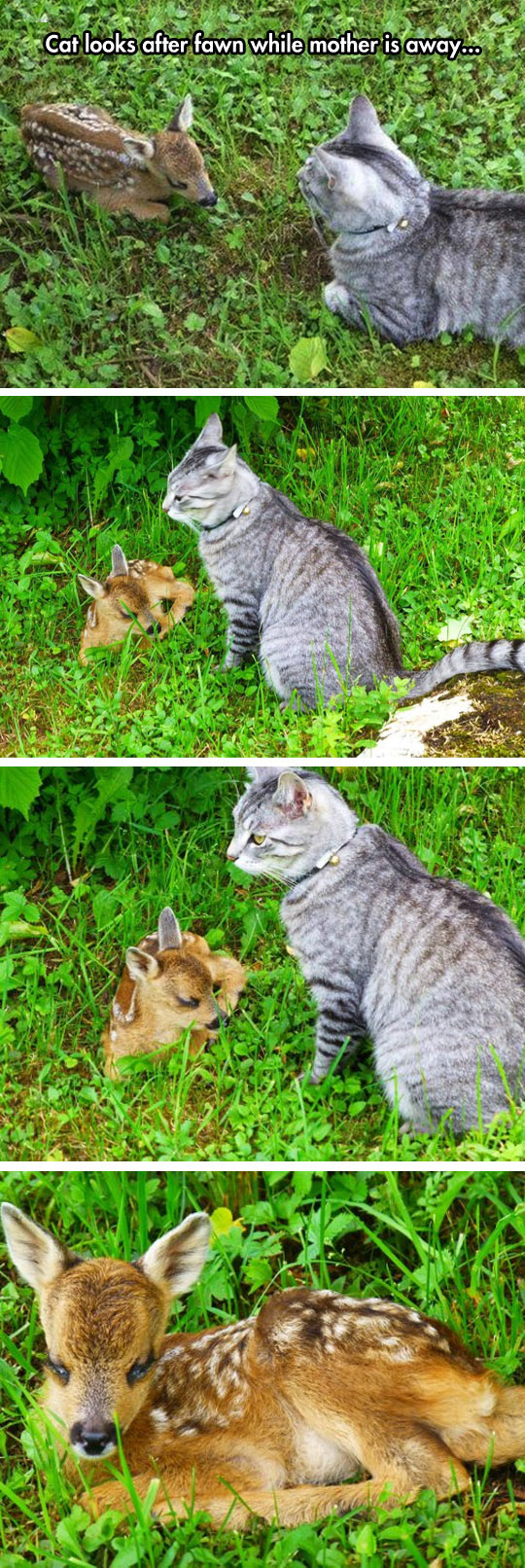 cute-cat-fawn-baby-care