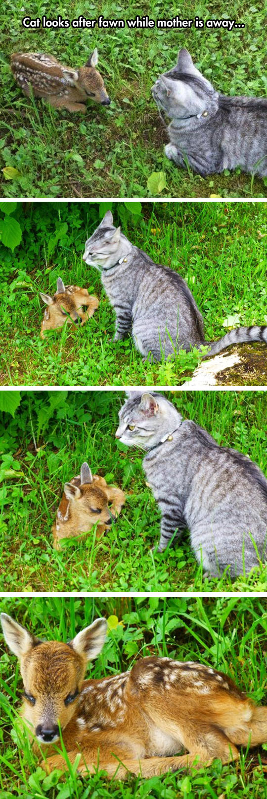 Cat Takes Care Of Fawn