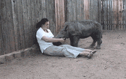 cute-gif-baby-rhino-cuddle-petting