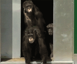 Lab Chimps See Daylight For The First Time