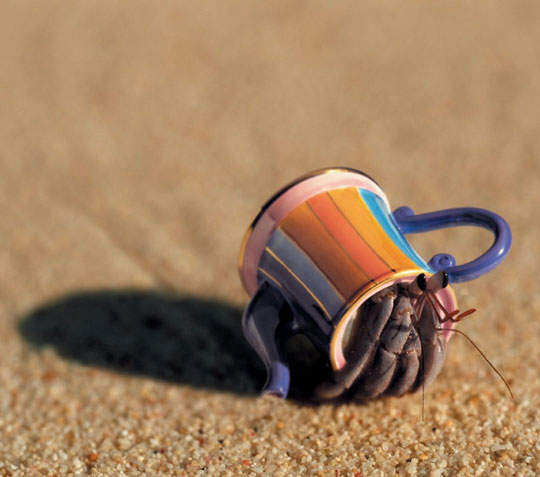 cute-hermit-crab-cup-sand
