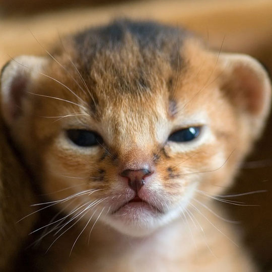 cute-newborn-baby-lion-little