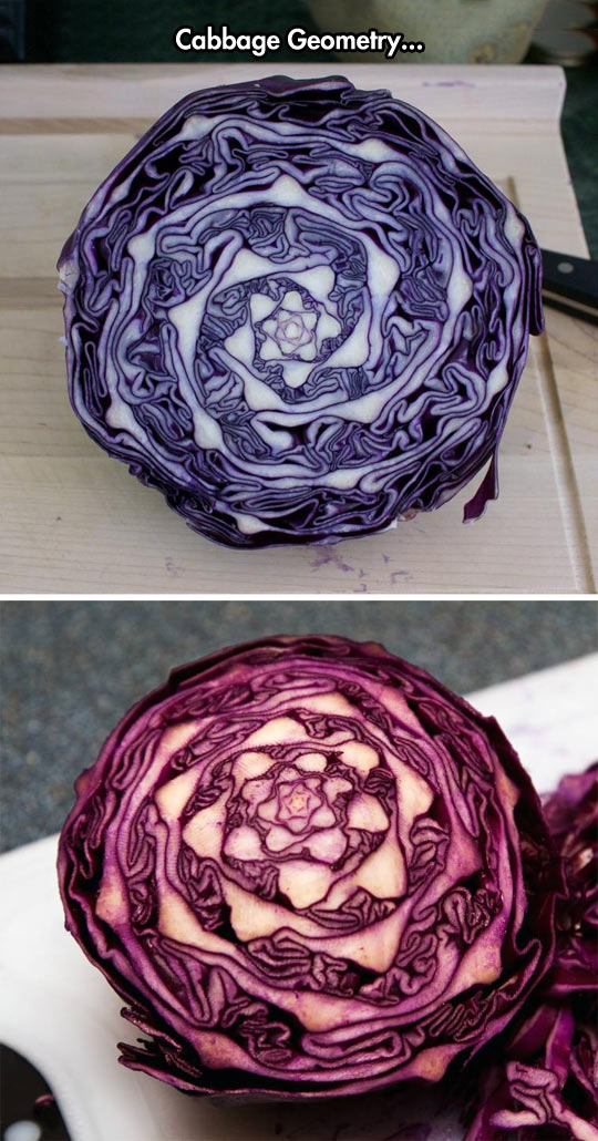 funny-Cabbage-geometry-pattern-vegetable