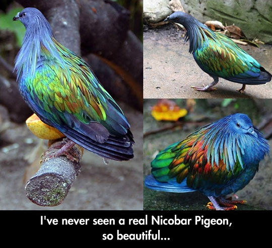 Nicobar Pigeon
