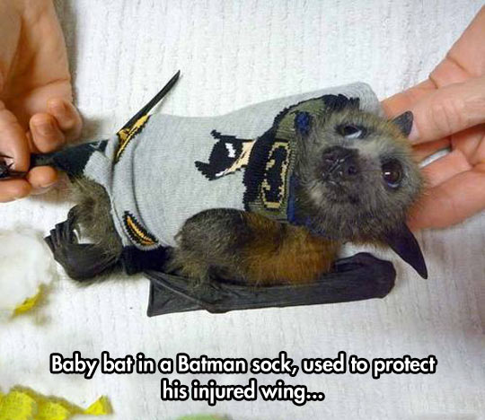 funny-baby-bat-Batman-sock