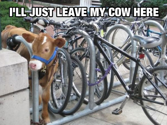 funny-bicycle-parking-cow-tied
