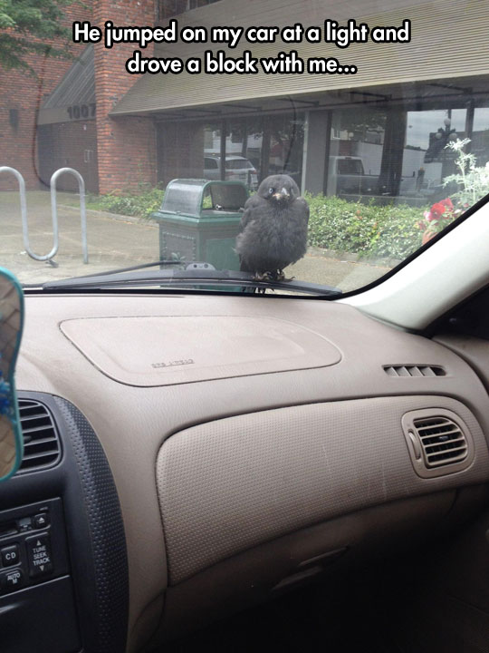 funny-bird-windshield-weird