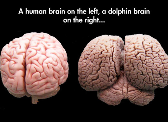 funny-brain-part-human-dolphin