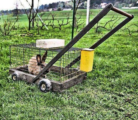 funny-bunny-hare-mower-grass-eater