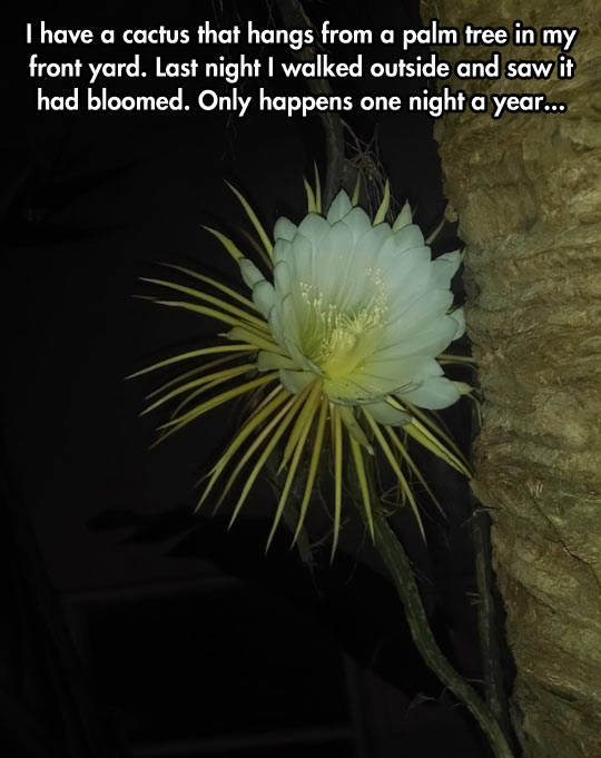 funny-cactus-bloomed-flower-palm-tree