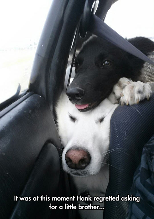 funny-car-dogs-head-stuck-seat