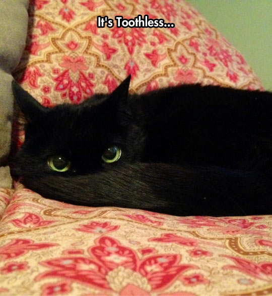 funny-cat-black-dragon-Toothless