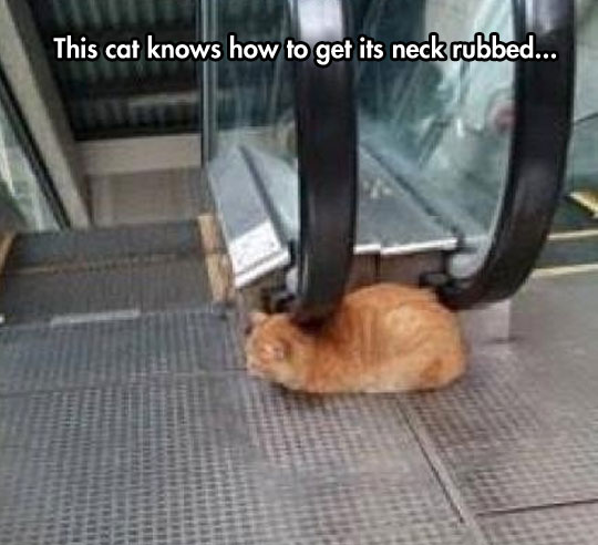 This Cat Has Its Life All Figured Out