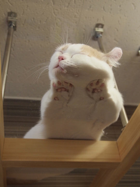 funny-cat-sleeping-glass-table