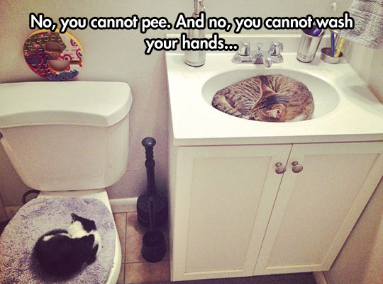 Cat Bathroom Invasion