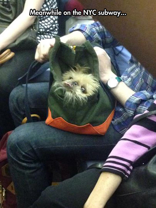 funny-dog-bag-subway-NYC