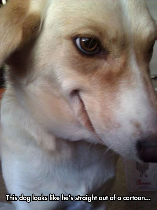 funny-dog-face-cartoon-smile