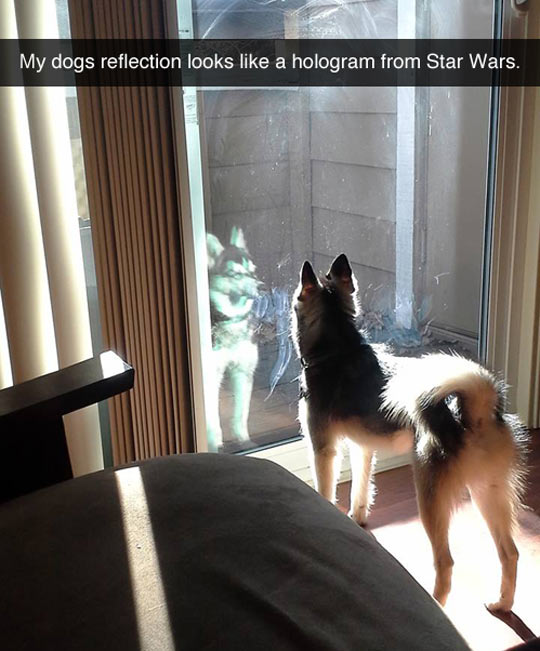 This Dog Is A Sith