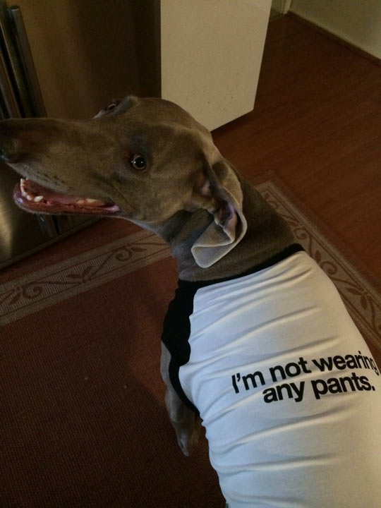 funny-dog-shirt-wearing-pants