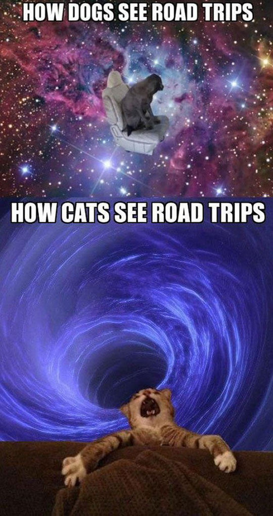 Road Trips According To Your Pets