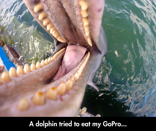 funny-dolphin-mouth-GoPro-bite