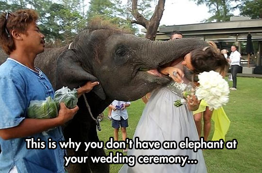 funny-elephant-wedding-licking-girl