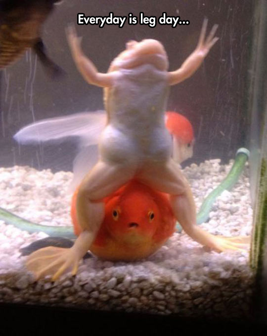 funny-fish-frog-muscle-fish-tank