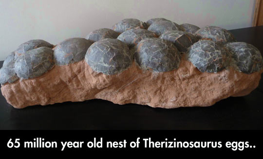 Fossil Nest