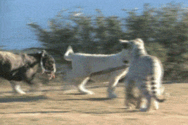 funny-gif-baby-lion-dog