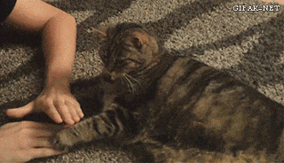funny-gif-cat-playing-hands