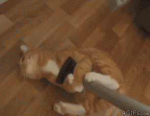 funny-gif-cat-vacuum-grasping