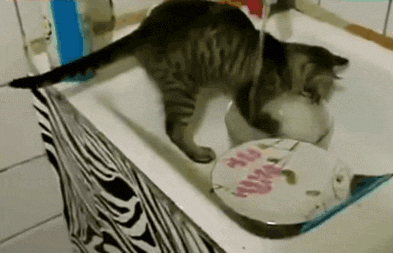 funny-gif-cat-washing-dishes