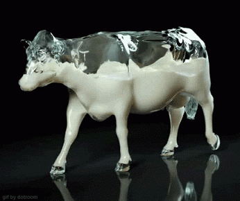 funny-gif-cow-milk-walking