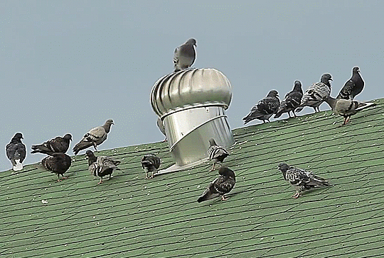 funny-gif-dove-bird-roof-spinning
