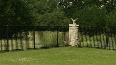 funny-gif-pitbull-deer-running