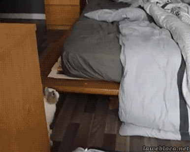 funny-gif-rabbit-running-bed-bedroom