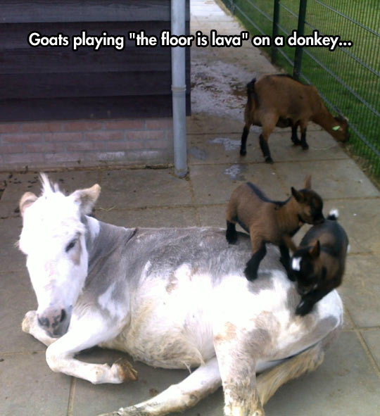 funny-goats-babies-donkey-playing