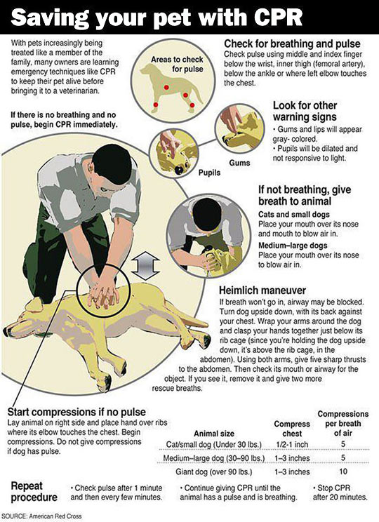 Every Dog Owner Needs To Know This