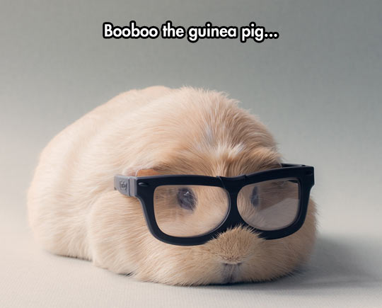 Hipster Guinea Pig