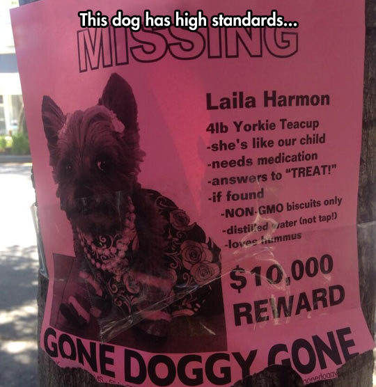 funny-lost-dog-sign-fancy