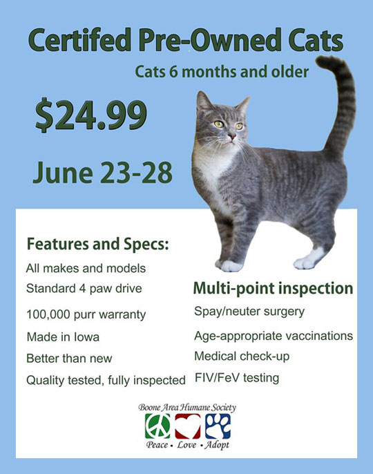 Certified Pre-Owned Cats