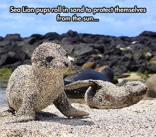 funny-sea-lion-sand-cover-beach