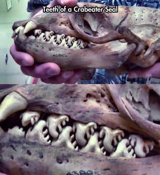 funny-teeth-Crabeater-Seal-skull