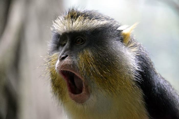 8.-Shocked-Monkey-1